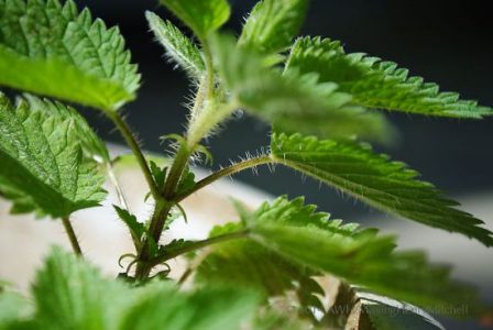 Nettle Tea As a Natural Fertilizer Image